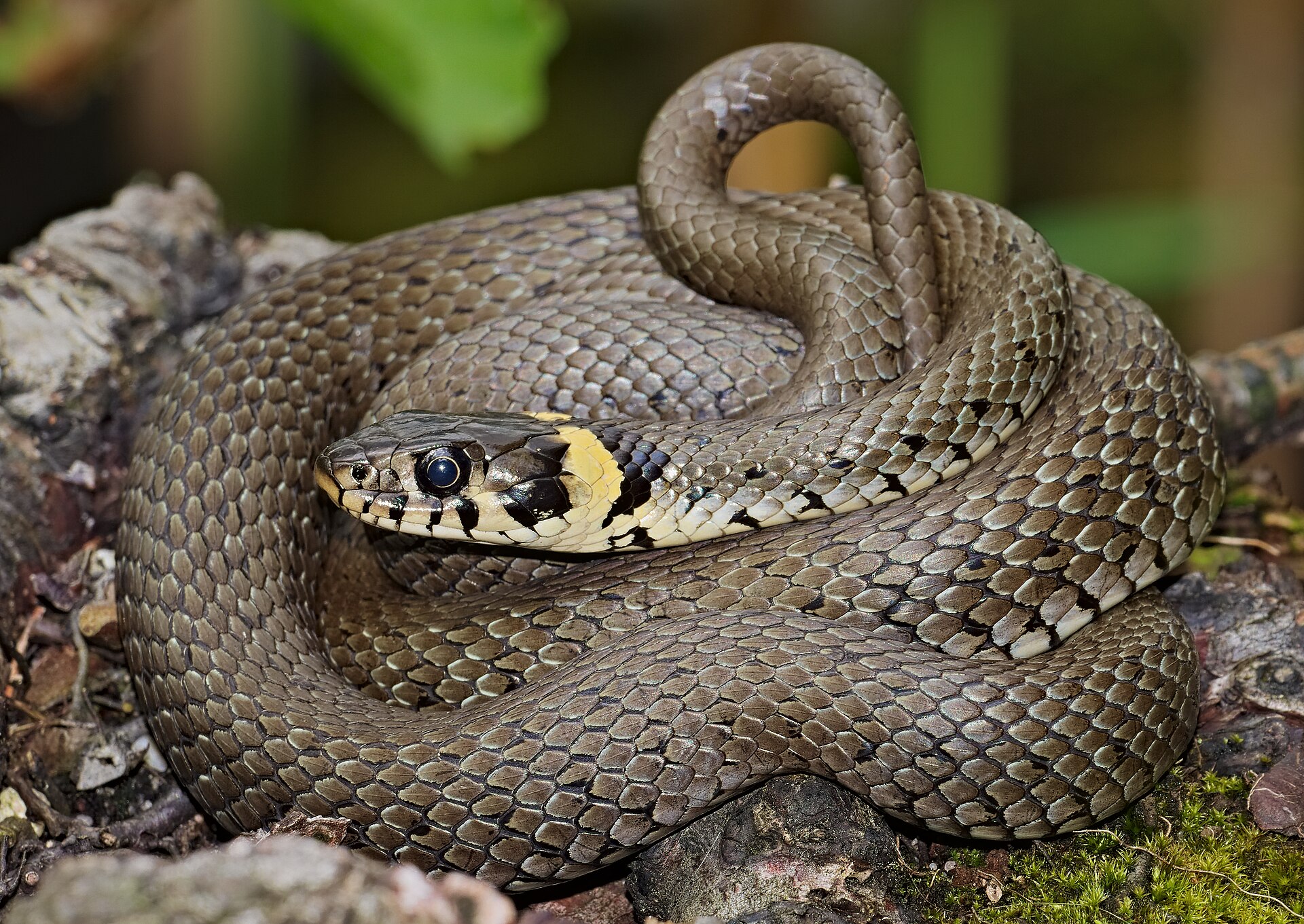 Imagem de referência de Cobra-de-água-de-colar, descrito nos dados abertos como espécie de Cobra Aquática