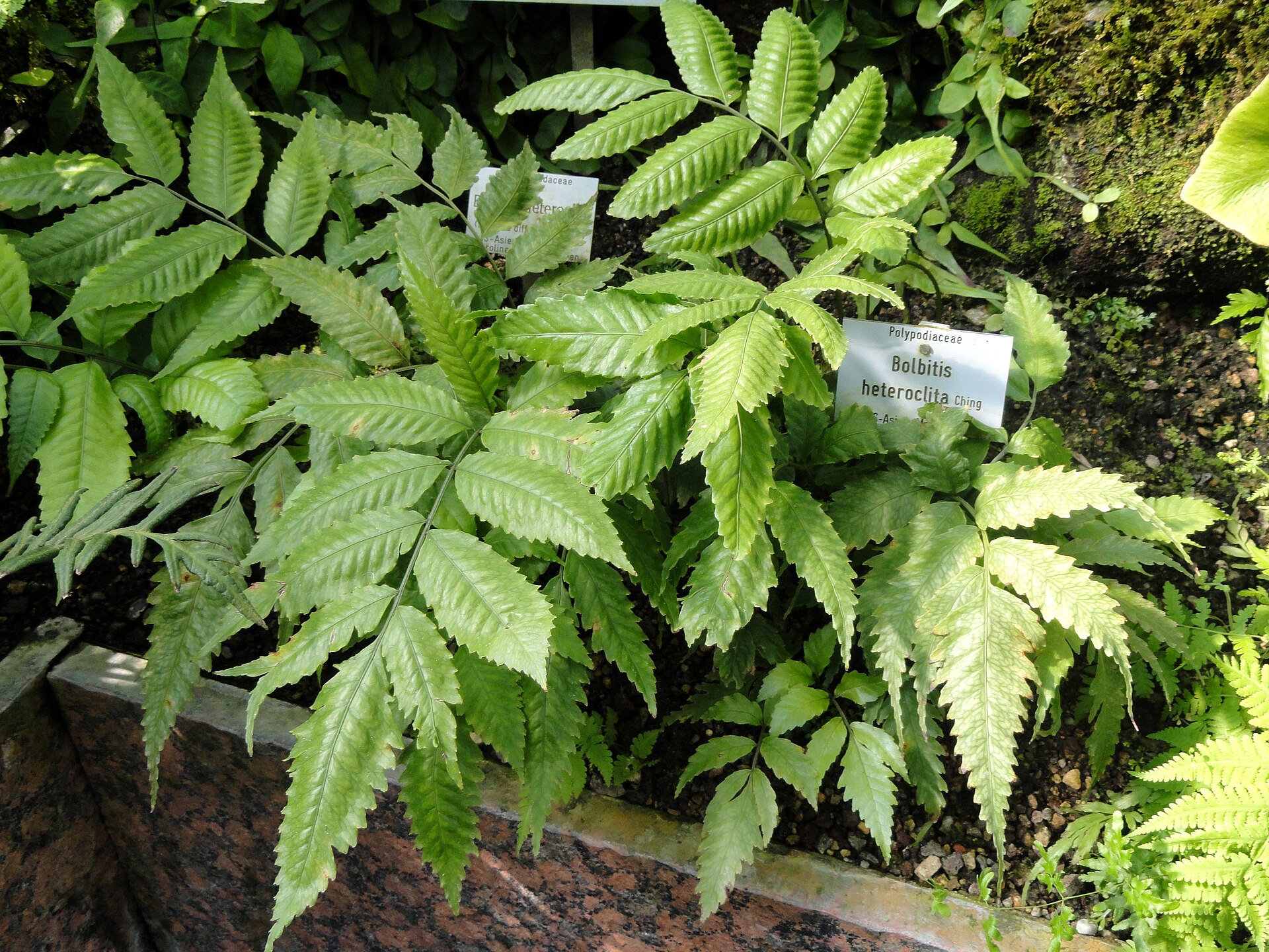 Imagem de referência de Bolbitis, descrito nos dados abertos como género de plantas