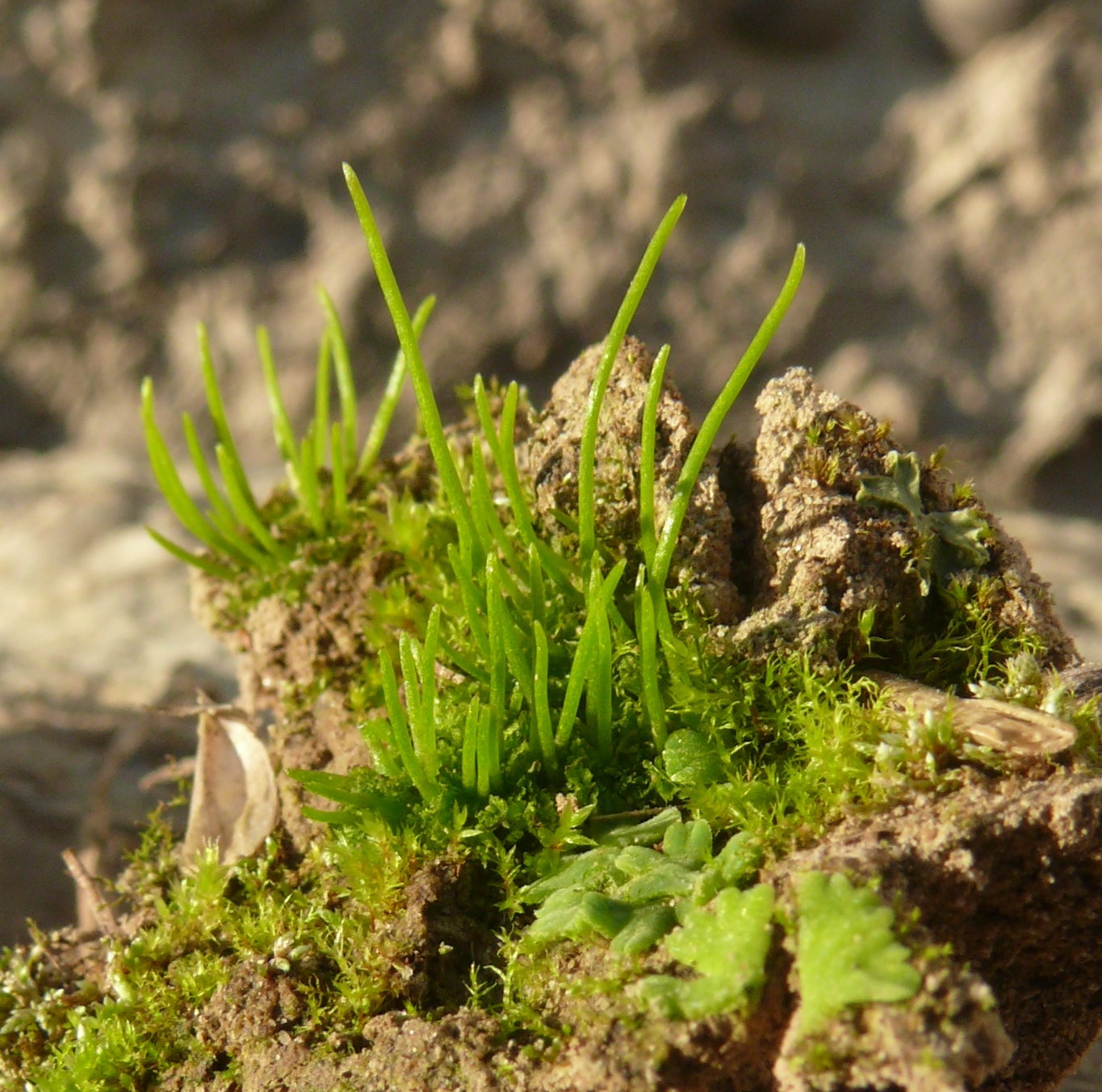 Imagem de referência de Anthoceros, descrito nos dados abertos como género de plantas