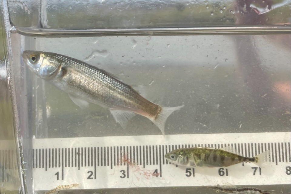Imagem relacionada à notícia: O levantamento de peixes Saltmarsh mostra resultados positivos em Teesside