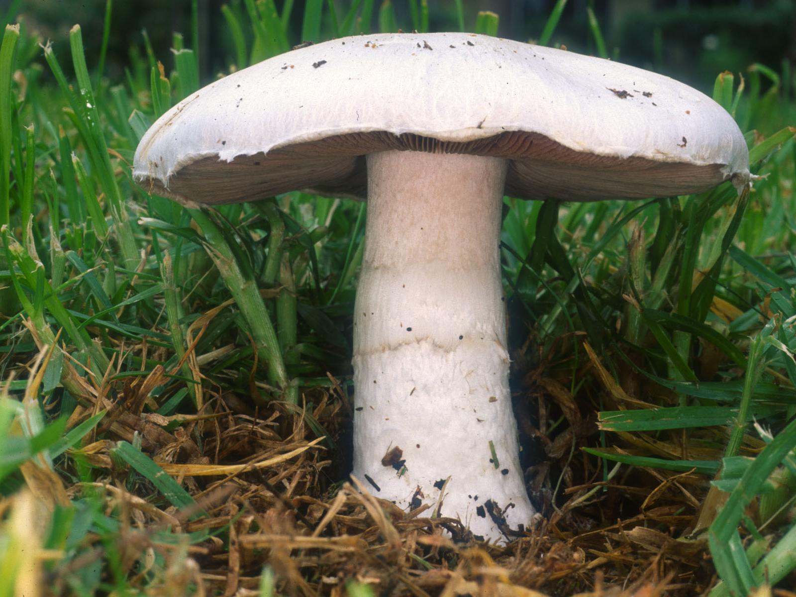 Imagem de referência de Agaricus campestris, descrito nos dados abertos como espécie de cogumelo comestível