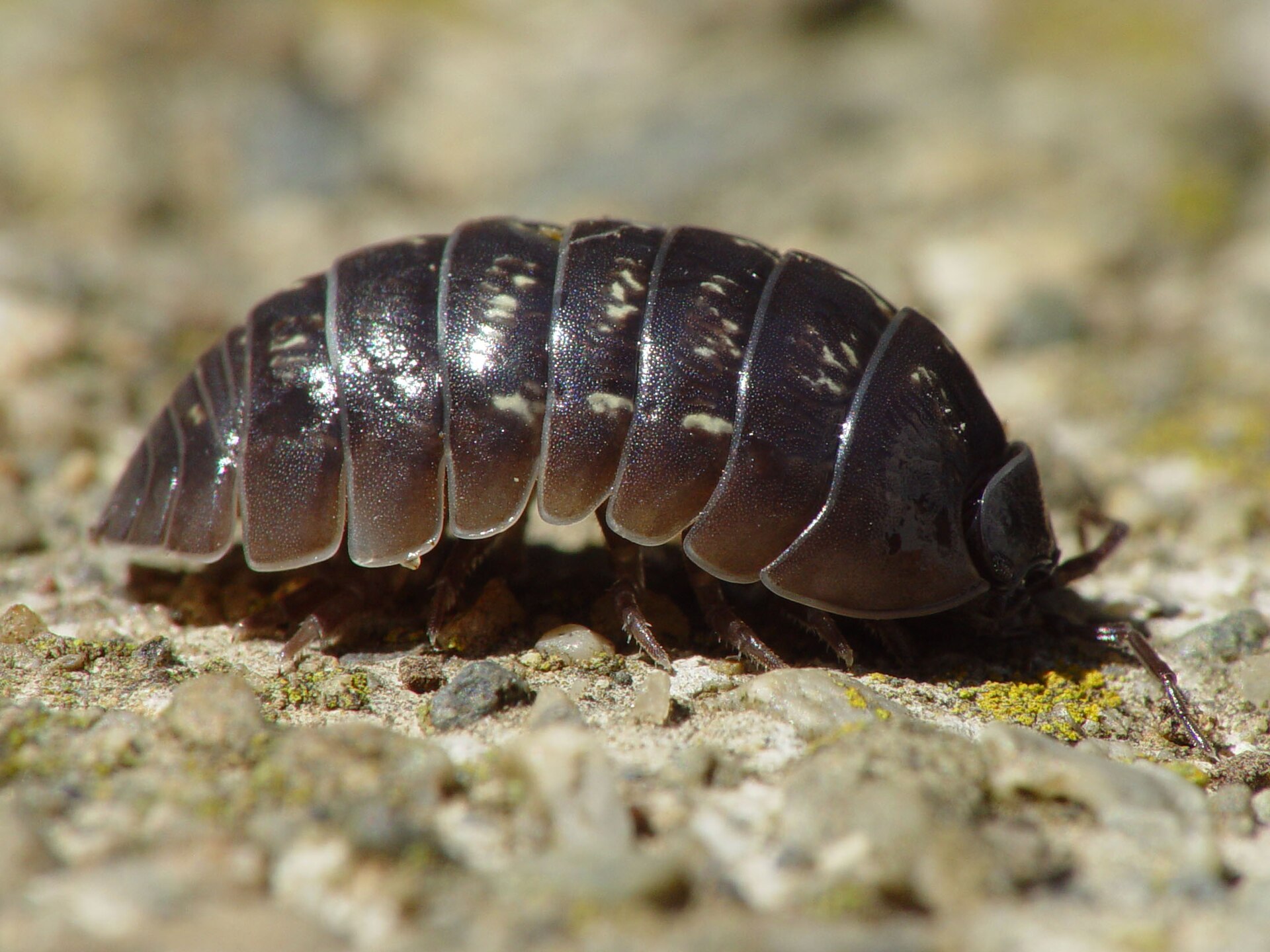 Imagem de referência de Armadillidium vulgare, descrito nos dados abertos como espécie de tatu