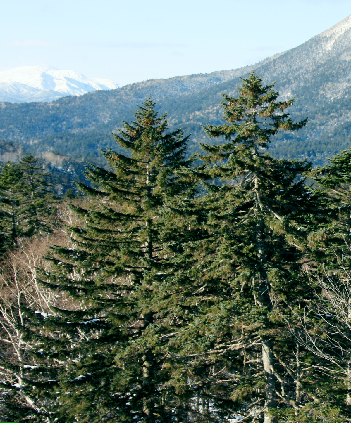Imagem de referência de Picea jezoensis, descrito nos dados abertos como espécie de planta