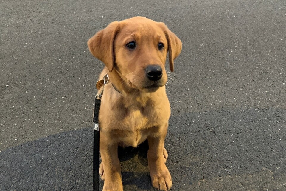 Conheça os cães da polícia protegendo a infraestrutura crítica do Reino Unido