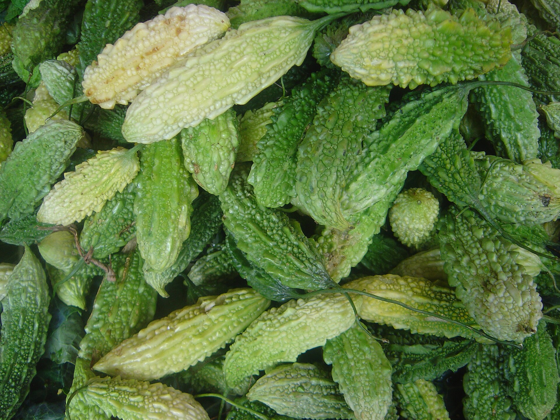 Imagem de referência de Momordica, descrito nos dados abertos como género de plantas