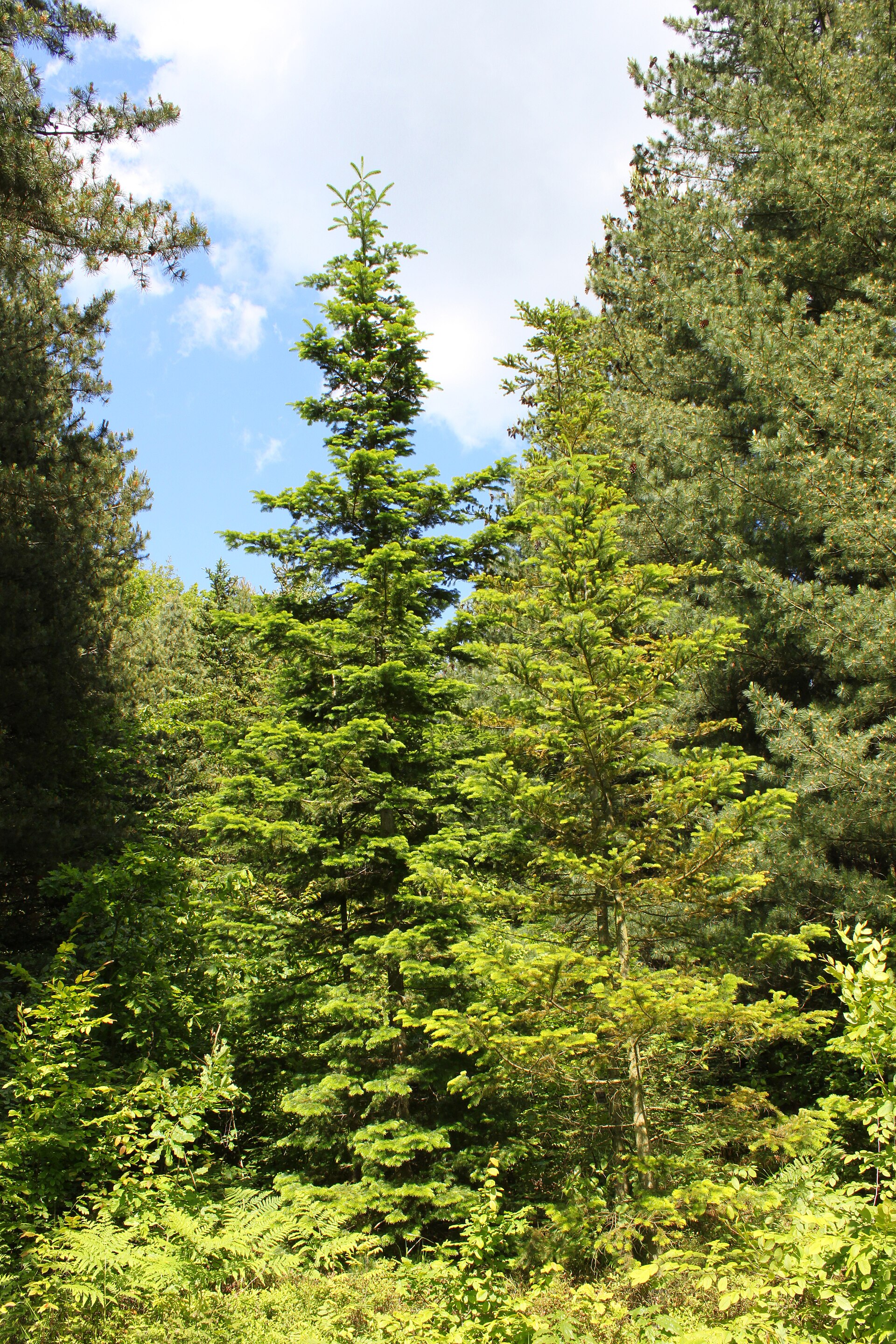 Imagem de referência de Abies sachalinensis, descrito nos dados abertos como espécie de planta