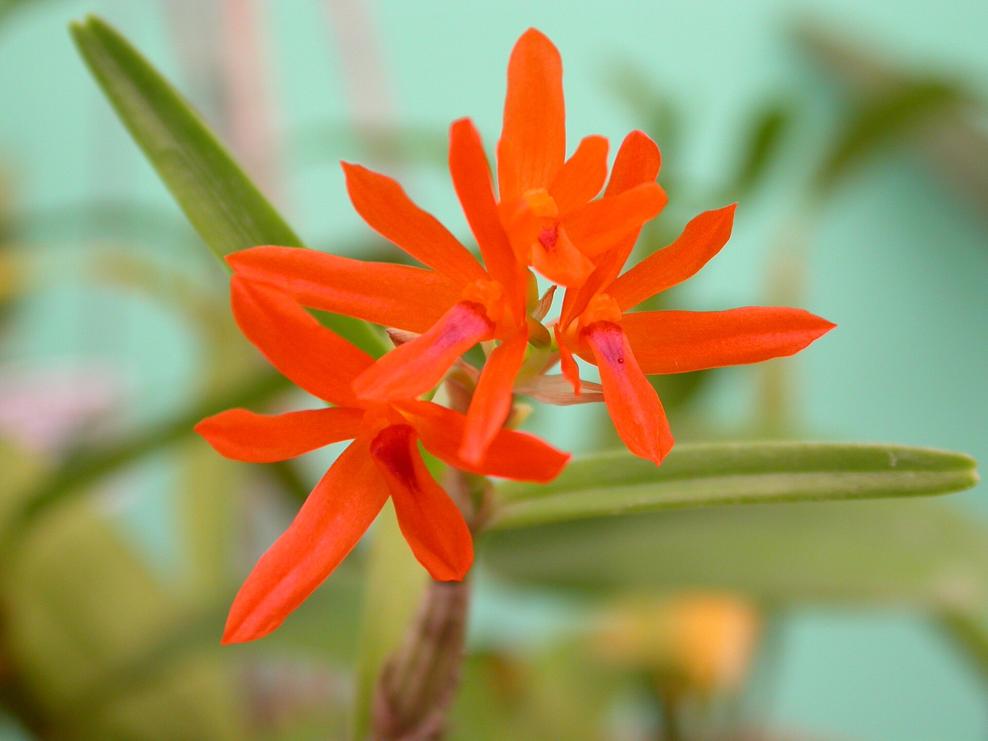 Imagem de referência de Scaphyglottis, descrito nos dados abertos como género de plantas